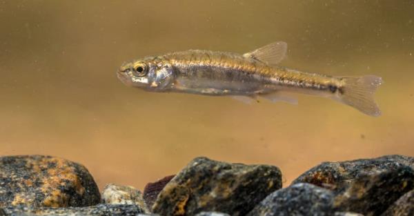 What do minnows eat - minnow in a lake